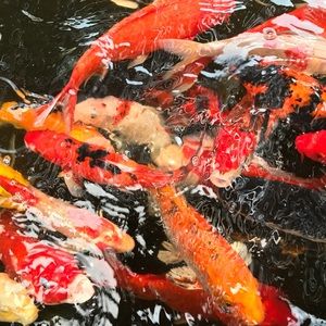 Meet your Posher, Jack